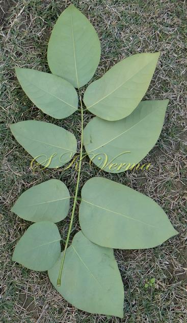  Leaf (Abaxial view)